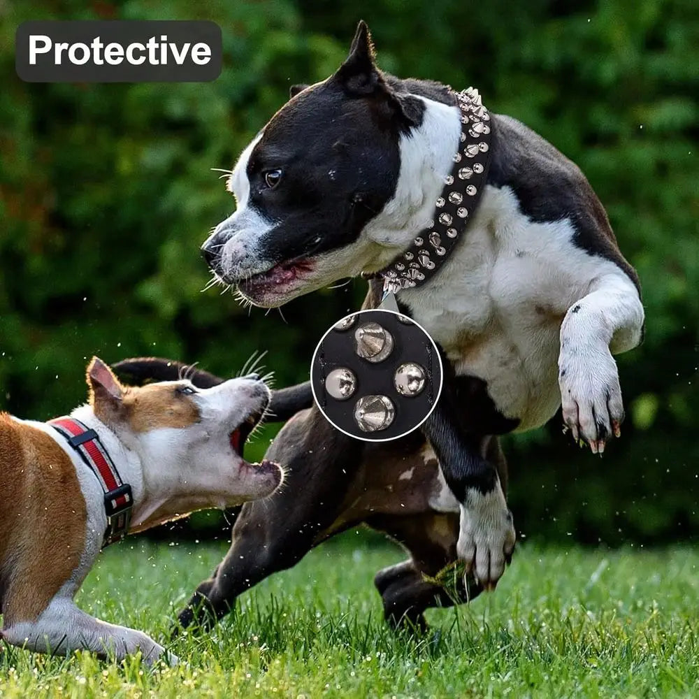 Premium Leather Spiked Dog Collar With Studded Rivet Design