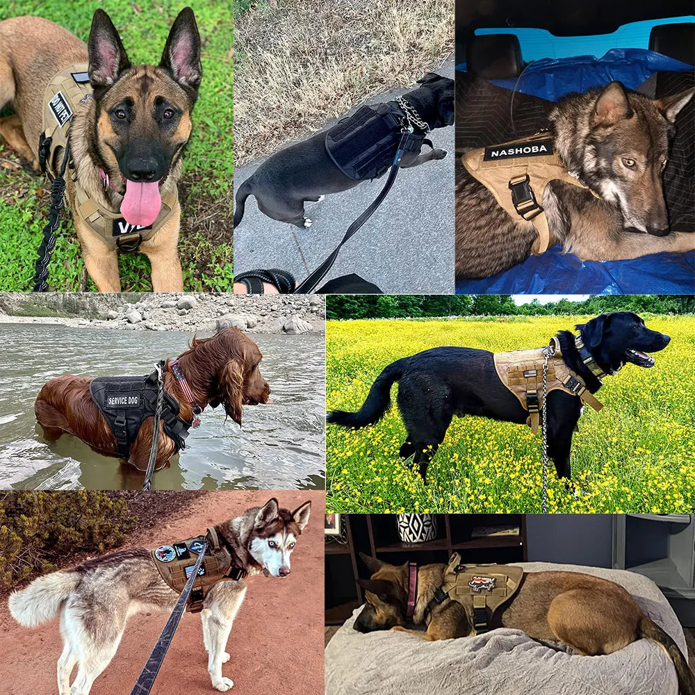 Petavel Padded Nylon Dog Harness And Leash Set For Pets